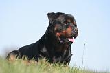 ROTTWEILER 592